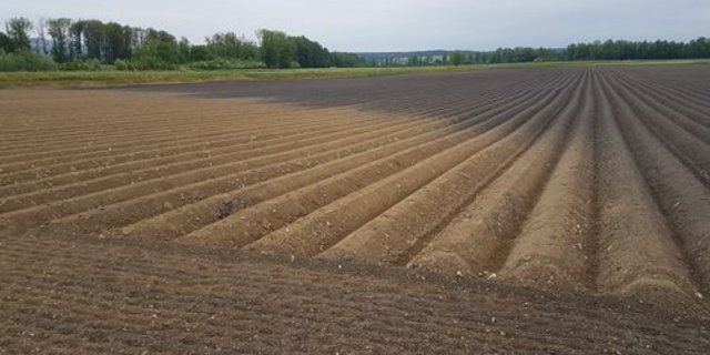 In Bodenproben aus dem gesamten Mittelland konnten keine Rückstände des Fungizids Chlorothalonil festgestellt werden. (Bild lid)