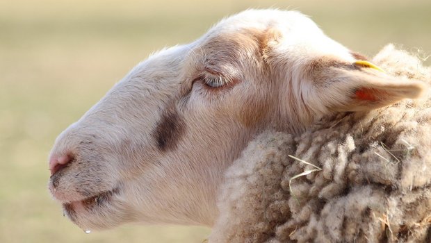 In der Schweiz tritt beispielsweise die Brucellose bei Schafen oder Ziegen nicht auf. (Bild Pixabay)