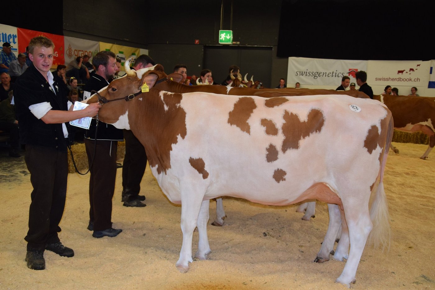 Die grossartige Siergerkuh der 9. Swiss Fleckviehausstellung: PerrenSenggi Pierolet Suleika von Urs und Andrea Perren, St. Stephan BE.