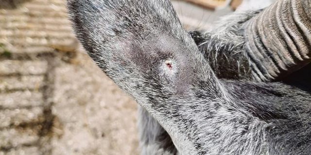 Die Wunde soll vollständig abheilen. (Bild Mathilde Poupon)