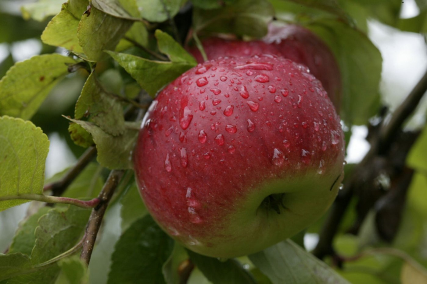 Eine aromatische Sorte aus dem 19. Jahrhundert: Albrechtsapfel. (Bild Markus Zuber)