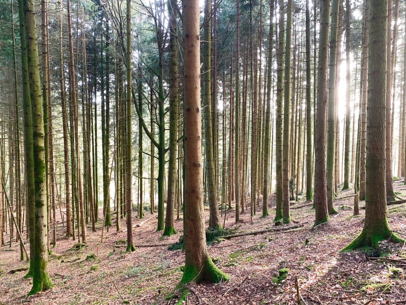 Die Holzvorräte sind in vielen Wäldern gross. Wenn diese weniger stark abgebaut werden, kann mehr CO2 eingelagert werden. Das ist eine Umweltleistung der Waldeigentümer mit Wert. (Bild Josef Scherer)