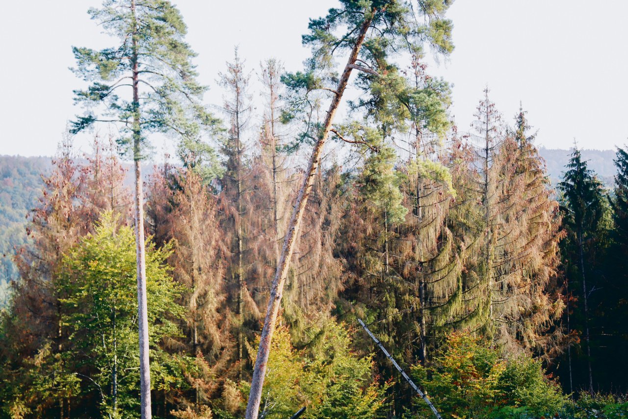Dieses Bild aus dem Schaffhauser Wald stammt vom Oktober 2018. Es zeigt, welche Schäden ein Borkenkäferbefall kombiniert mit Trockenheit verursachen kann.(Bild Roland Müller)