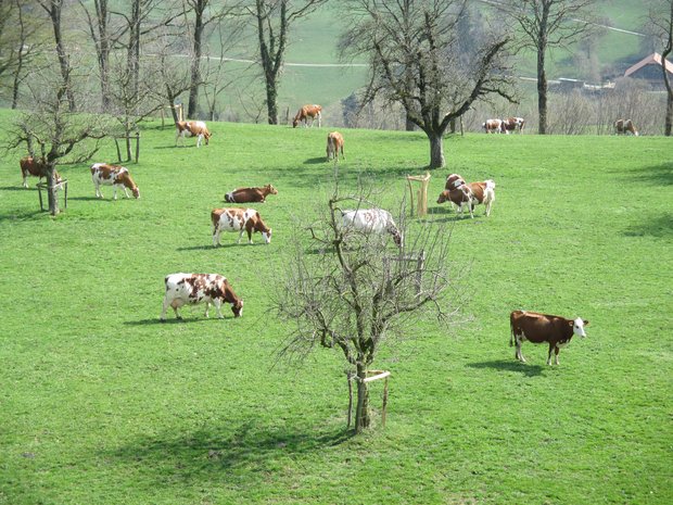 IG Neue Schweizer Kuh: Holstein und Red Holstein wachsen weiter Die Herde von Josef und Anita Erni, Altbüron: Stiere wie Pancho, Frodo oder Joe aus ihrer Zucht sind bei Swissgenetics verfügbar. An der GV der IG Neue Schweizer Kuh vom 1. Juli 2021 kann der Betrieb besichtigt werden. (Bild IG Neue Schweizer Kuh)
