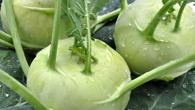 Der schnellwachsende Kohlrabi ist eines der ersten Gemüse, das im Frühling frischen Wind in die Küche bringt. (Bild Pixabay)