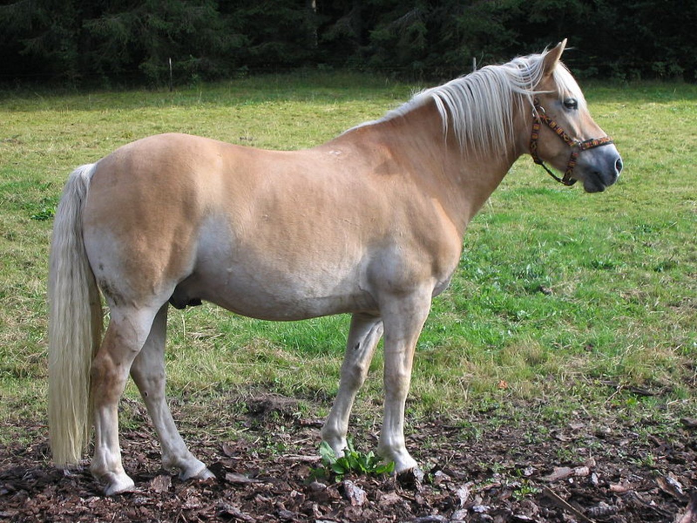 Haflinger (Bild Flominator, wikipedia)