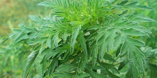 Teufelskraut: Ambrosia-Pollen können schwere Allergien auslösen. Ambrosia ist zudem in verschiedenen Kulturen wie Mais, Zuckerrüben oder Sonnenblumen eines der wichtigsten Unkräuter. (BIld: Brunga)