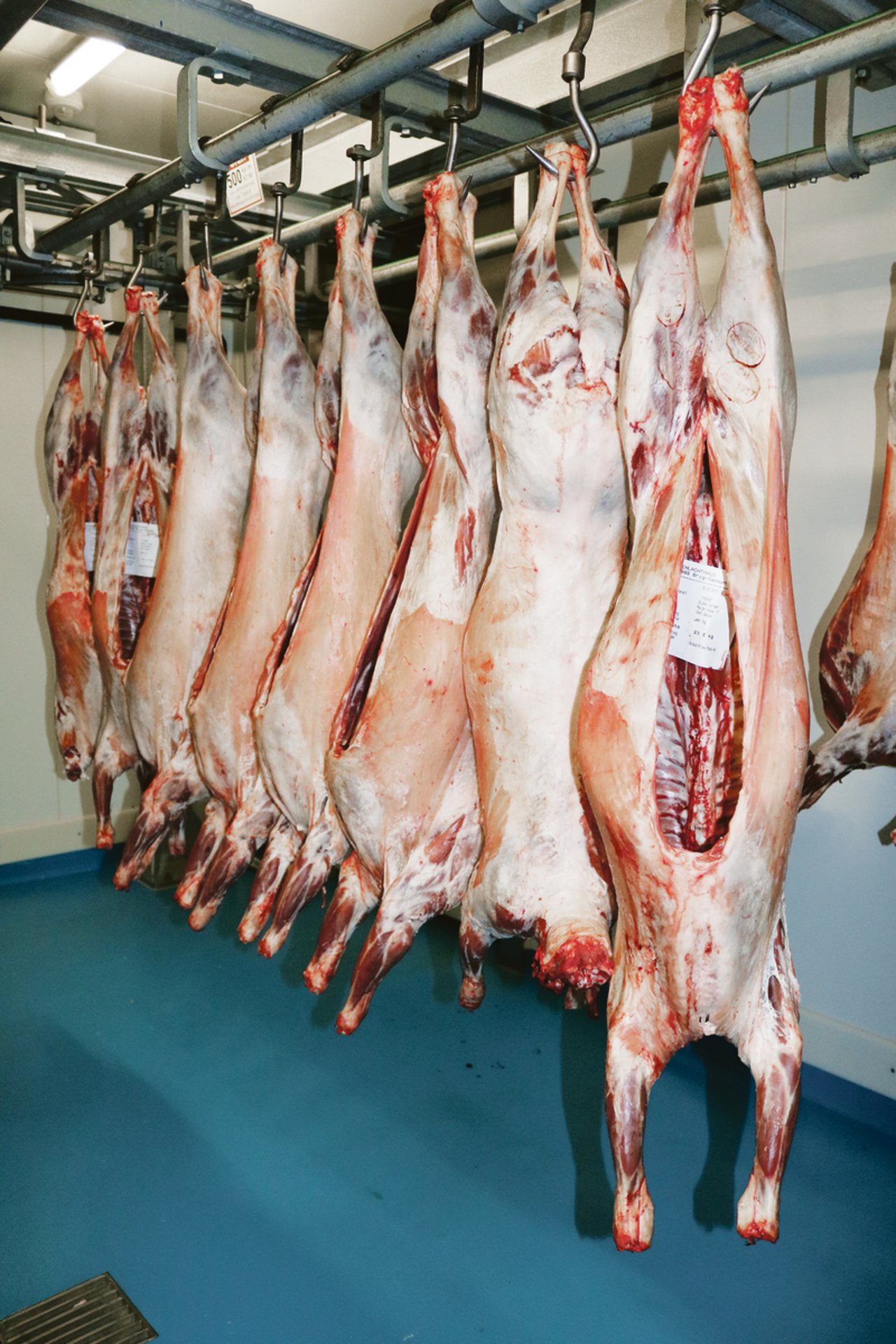 Wieder mehr Fleisch am Haken, das ist das Ziel der Walliser Schwarznasenzüchter. Ausserdem sollen die Produkte gewinnbringend und nachhaltig vermarktet werden.(Bilder Peter Bringold)