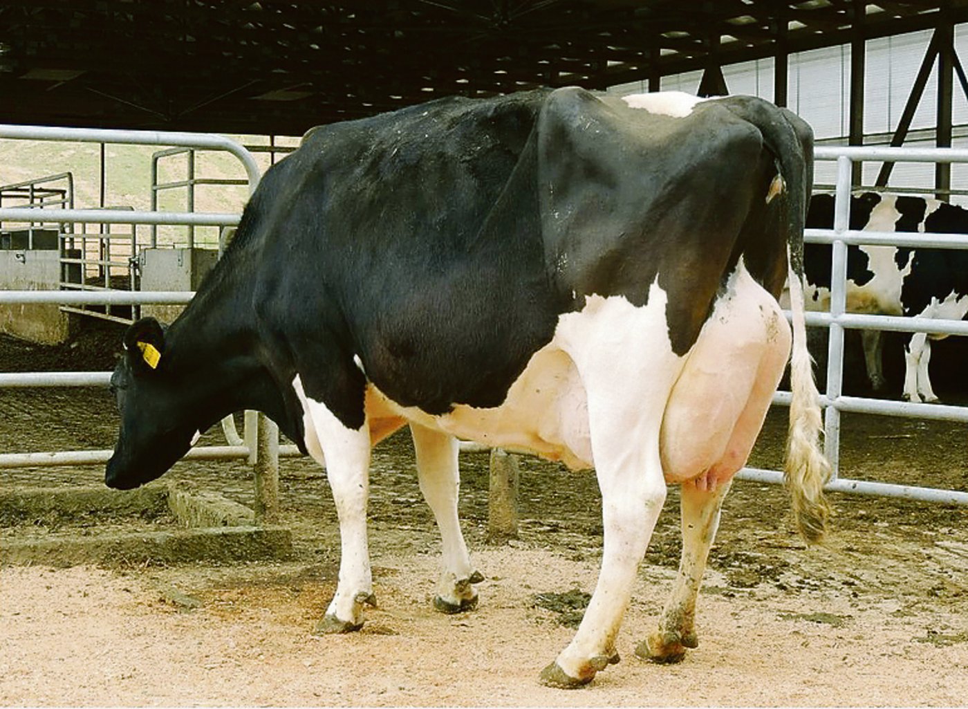 Die Stierenmutter Triple-Rose Admires Allen Amber (EX-92), geht auf die Tri-Day-Ashlyn-Familie zurück.
