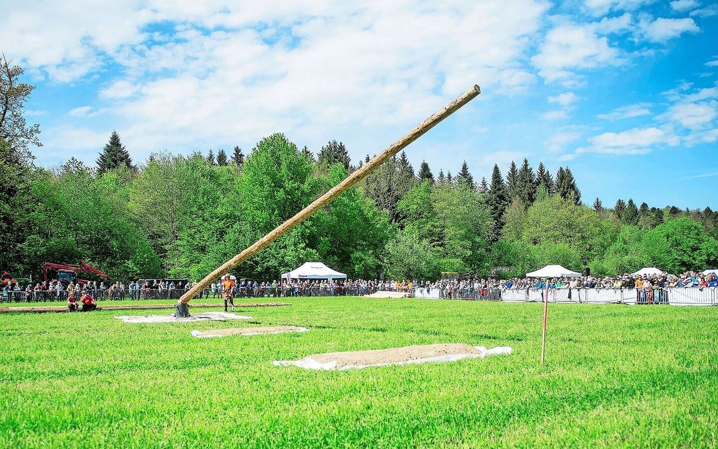 Punktlandung zu Showzwecken: Routinierte Baumfäller kommen etwa einen Meter an den Zielpfosten heran.