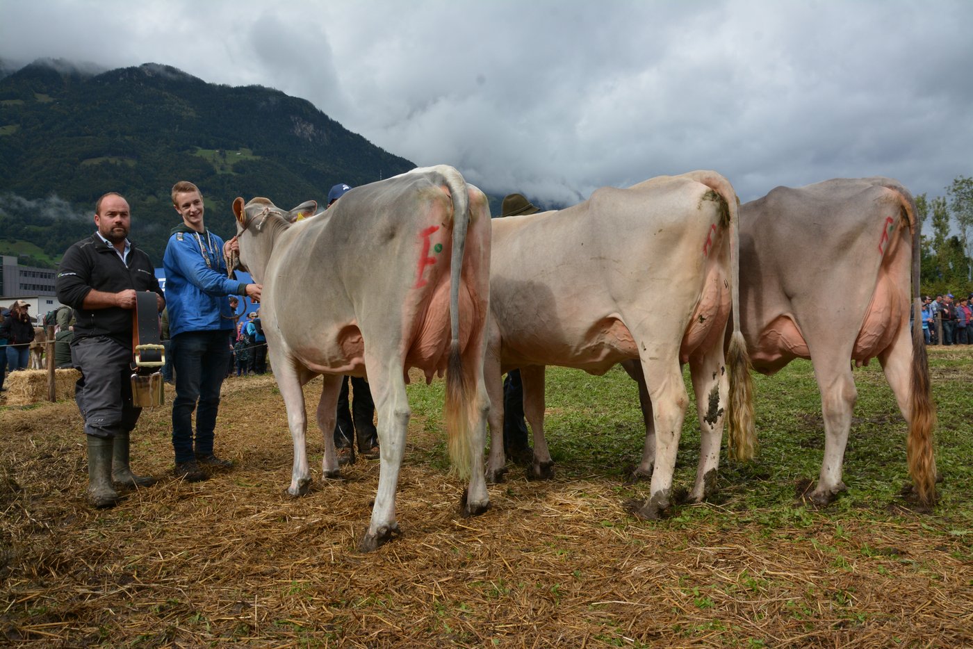  Das Podest Schöneuter 1. Laktation (v.l.n.r.): Coline, Damian Arnold, Schattdorf (1.); Nadia, Hans Indergand, Erstfeld (2.); Bad-Girl, Hansruedi Arnold, Bürglen (3.).