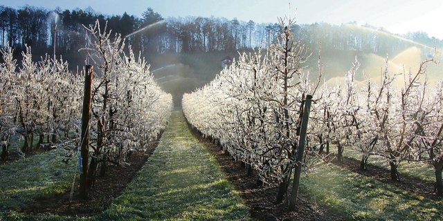 In Rudolfingen wurde eine grosse Birnenanlage mit der Frostbewässerung geschützt.