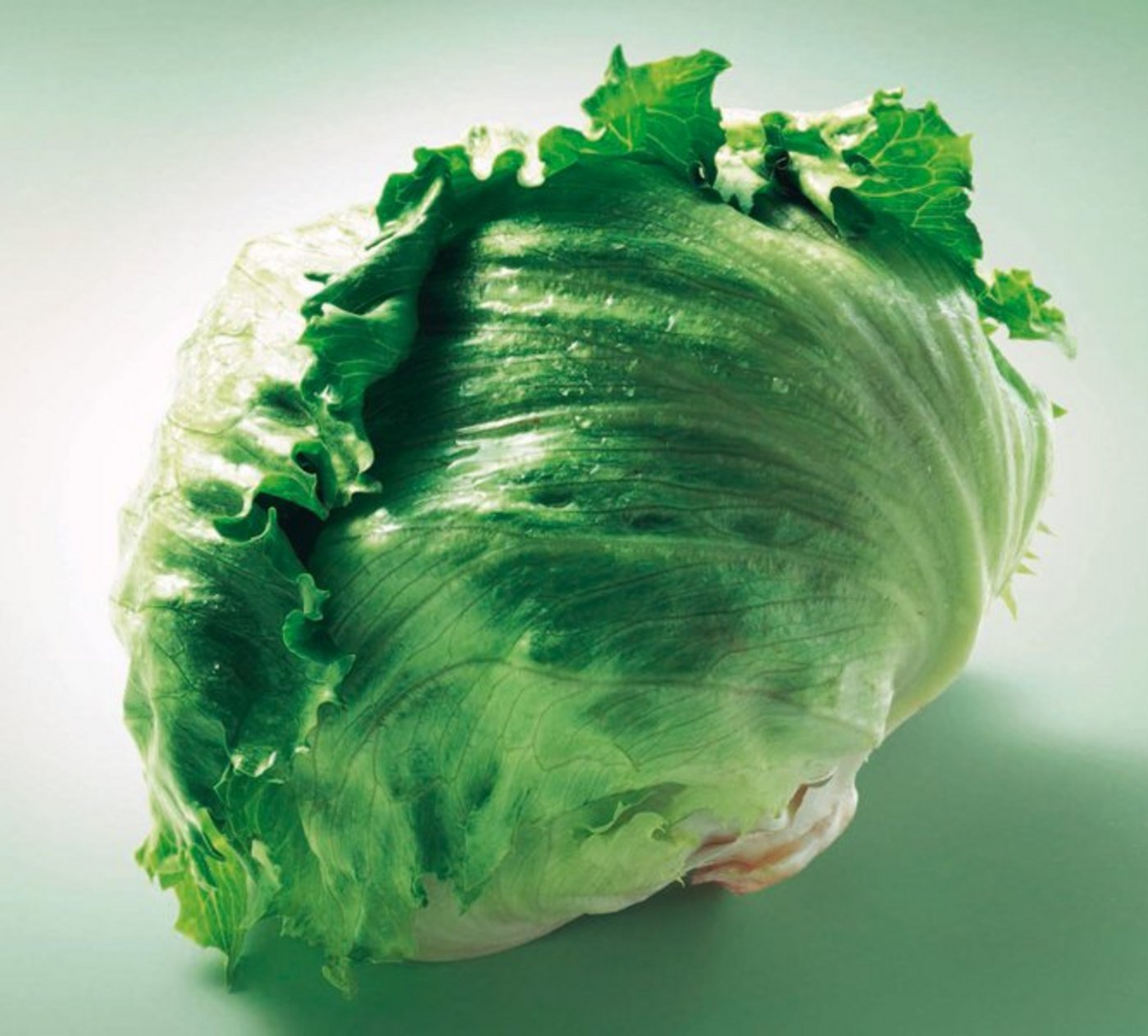 Der Eisbergsalat ist das drittmeist verzehrte Gemüse der Schweiz. (Bild: VSGP)