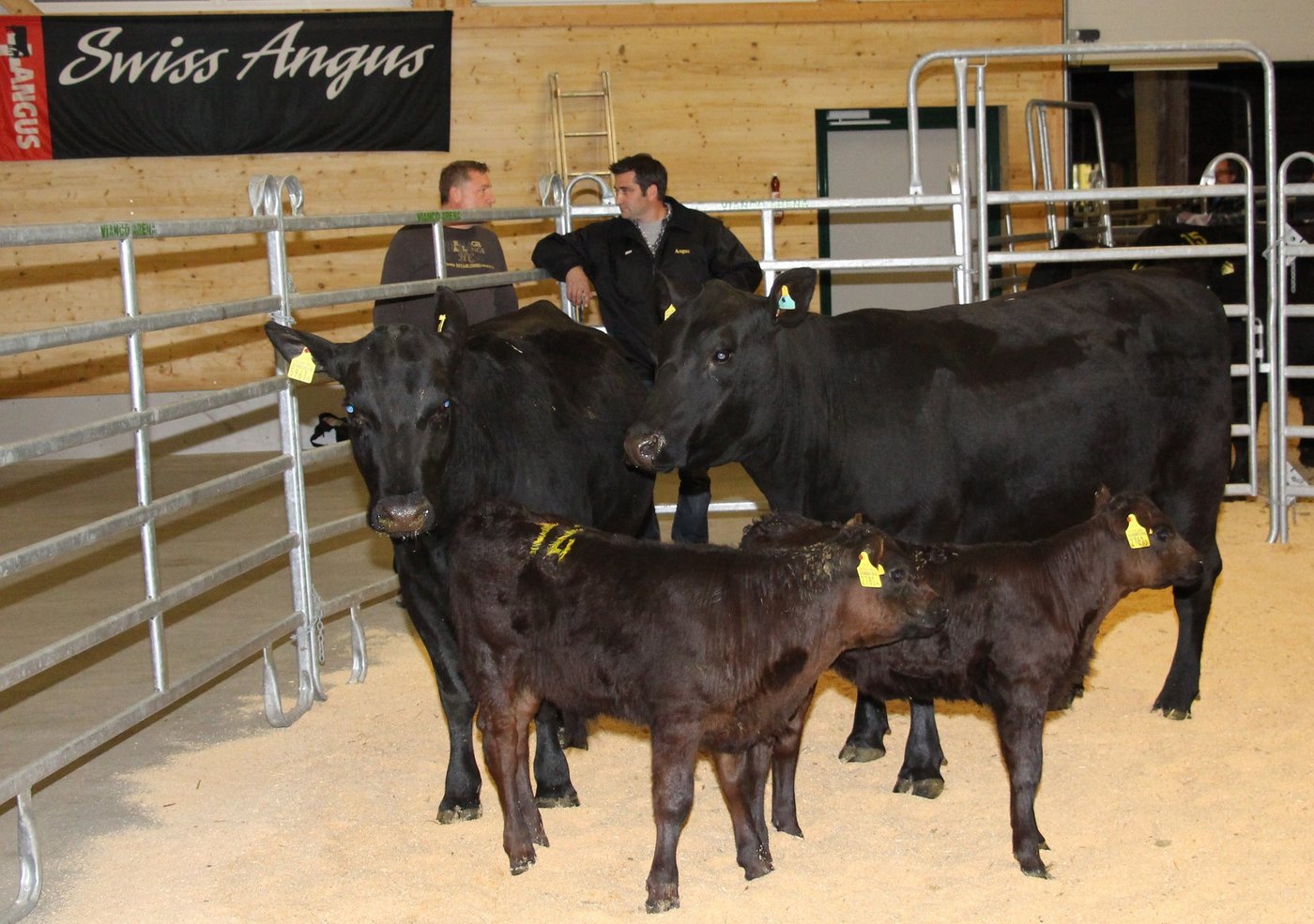 Die beiden Kühe mit ihren Kälbern galten an der Angus-Auktion von letzter Woche 4300 resepektive 4000 Fran-ken. Für den Auktionator Urs Jacquemet waren dies zwei „Schnäppchen“. (Bild Hans Rüssl)i