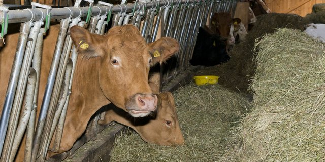 Um die Stickstoffausscheidung der Milchkühe zu reduzieren, muss die Fütterung optimiert werden, sagt Daniel Widmer vom Strickhof. (Bild Miriam Kolmann)