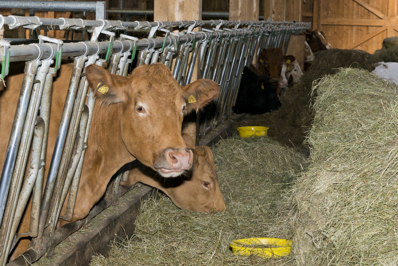 Um die Stickstoffausscheidung der Milchkühe zu reduzieren, muss die Fütterung optimiert werden, sagt Daniel Widmer vom Strickhof. (Bild Miriam Kolmann)