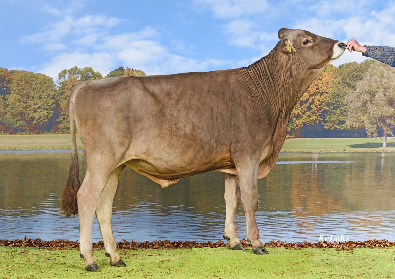Vom Brown Swiss-Stier "Lennox" wurden am meisten Samendosen seiner Rasse verkauft. (Swissgenetics) 