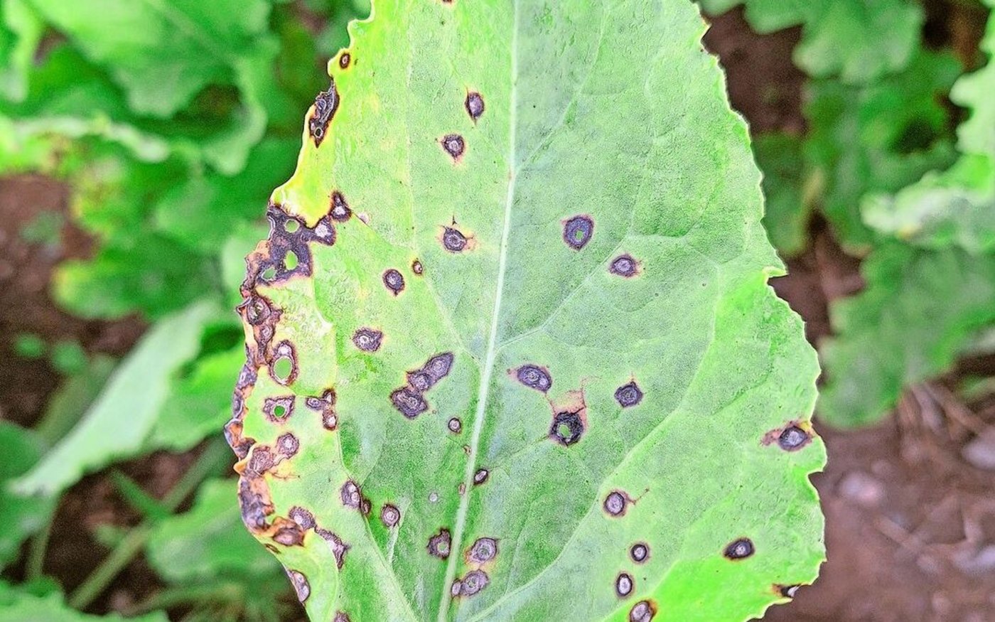 Trotz der aktuell tieferen Temperaturen steht der Cercospora-Befall in den Rüben nicht gänzlich still. 