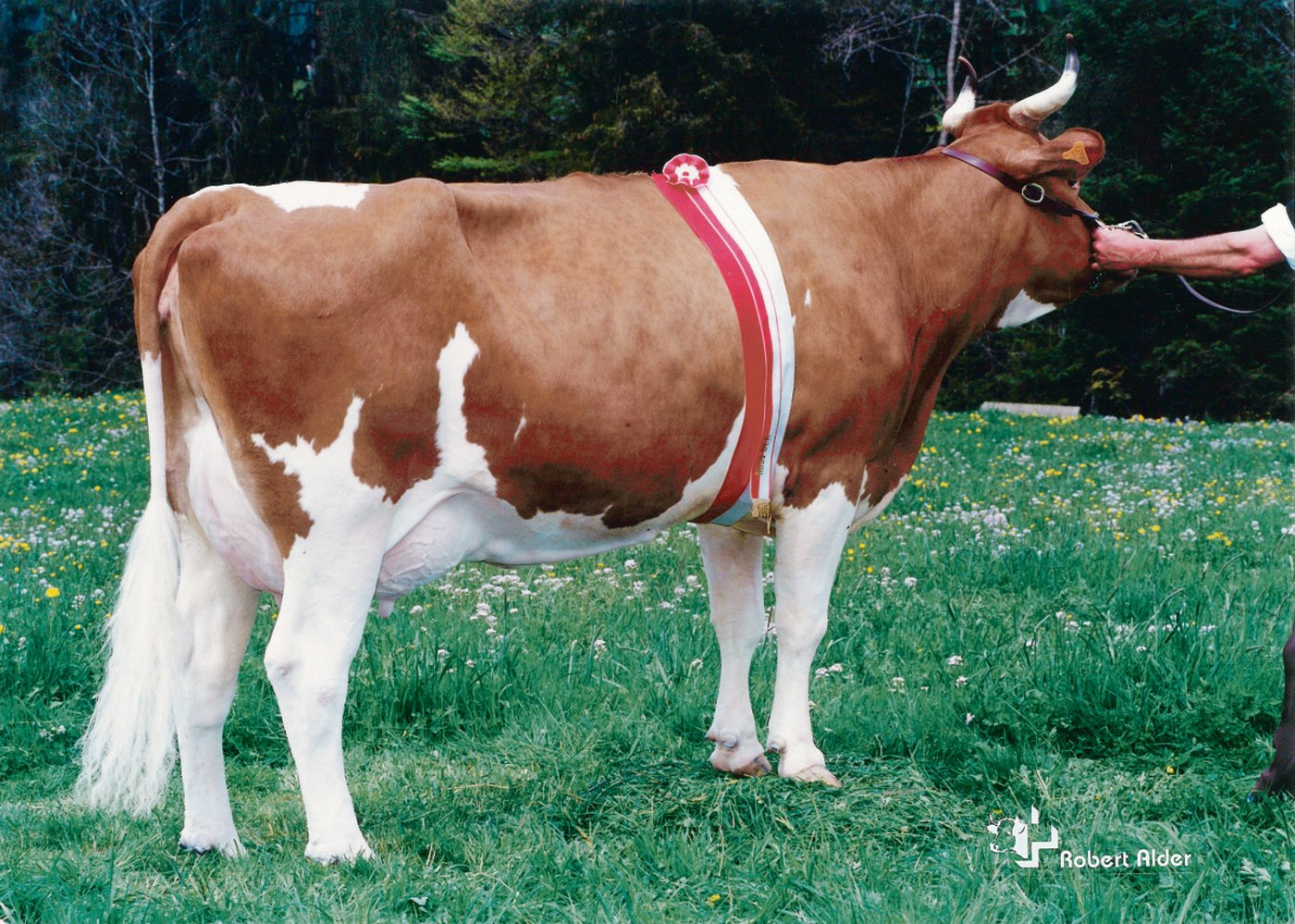 Die Pickel-Tochter Arosa von Daniel und Bernhard Hadorn, Schangnau, wurde 2003 vom Publikum zur Miss BEA gewählt. Im Folgejahr gelang dies... (Bild ra)