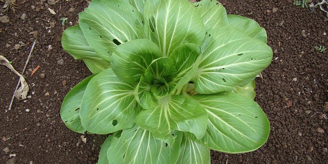 Einen von Schädlingen löchrig gefressenen Salat will weder ein Bauer noch ein Hobby-Gärtner. (Bild Pixabay)