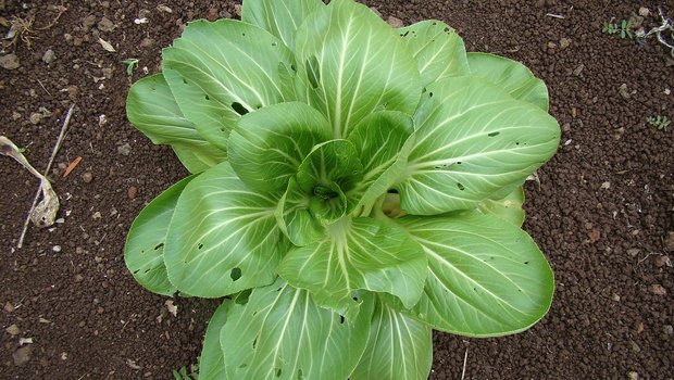 Einen von Schädlingen löchrig gefressenen Salat will weder ein Bauer noch ein Hobby-Gärtner. (Bild Pixabay)