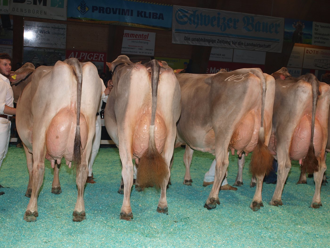Experte Markus Mock machte den aufgeführten Braunvieh-Kühen grosse Komplimente.
