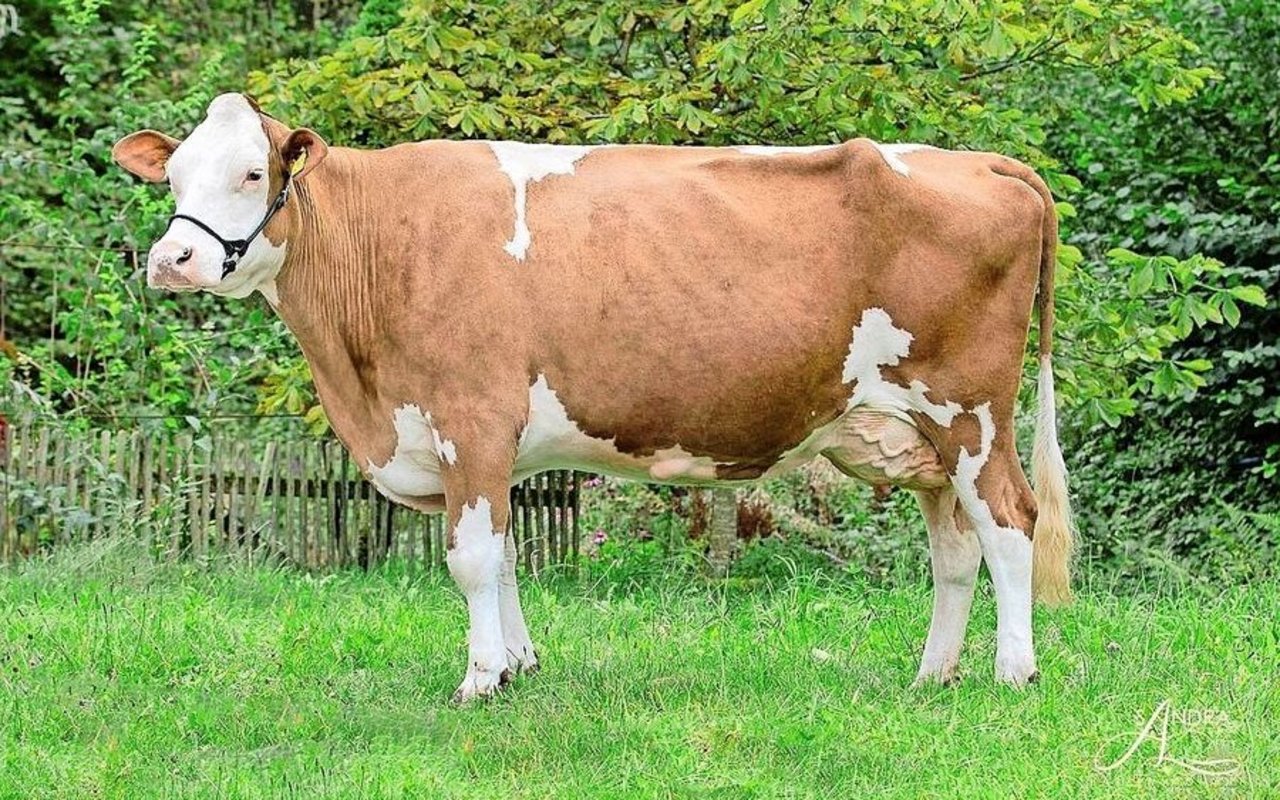 Xamanda ist die stärkste Kuh im Stall von Linders. Ihre guten Leistungen gibt sie an viele Nachkommen weiter. 