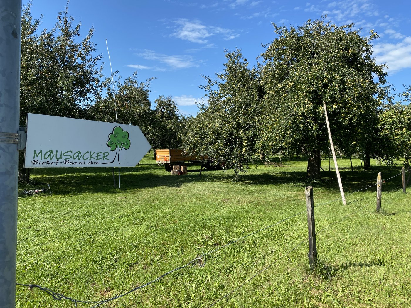 Auf dem Mausacker-Biohof werden 500 Hochstammbäume bewirtschaftet. Aus den verschiedenen Sorten wird Biomost gewonnen.