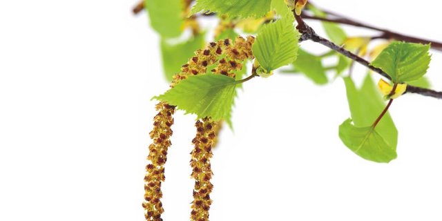 Kreuzreaktionen bei Allergien haben stark zugenommen. 