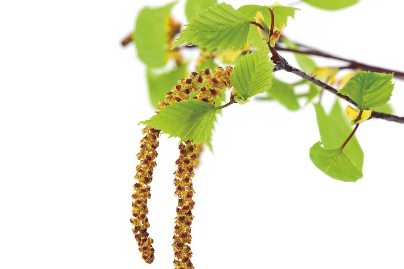 Kreuzreaktionen bei Allergien haben stark zugenommen. 