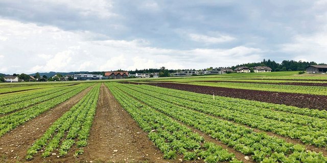 Stünden dem Gemüseverband beispielsweise mehr Eigenmittel zur Verfügung, würde dieser vom Bund auch stärker kofinanziert. Das ist die Regelung des BLW.