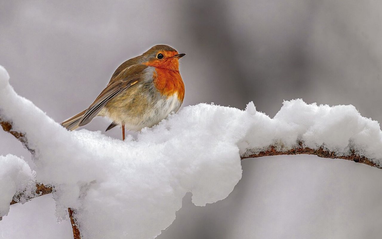 Die kleinen Vögel sind das ganze Jahr zu beobachten. Aber es sind im Sommer und im Winter nicht dieselben Exemplare.