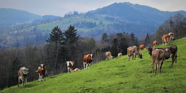 Swissherdbook will die Sicherheit ihrer Datenbank in Zukunft weiter ausbauen. (Bild Pixabay)