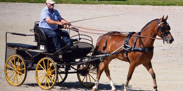 Christian Aeschlimann mit der Feldtestsiegerin Sulaika la Chasse (Nick / Néco). (Bild zVg)