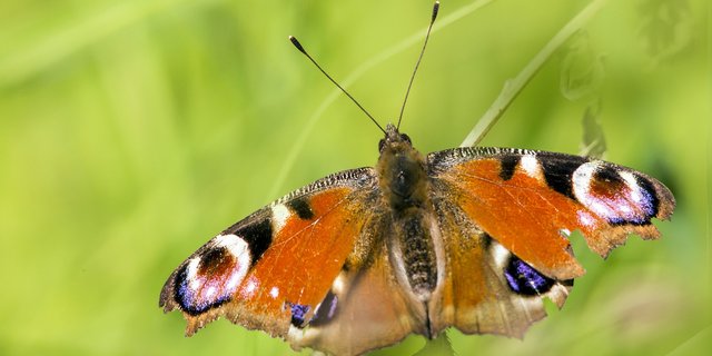 Das Tagpfauenauge (Inachis io) ist eine der europäischen Schmetterlingsarten, die vom Pollen von Bt-Mais geschädigt werden kann. Seine Larve ernährt sich von Brennnesseln. (Bild Erik_Karits/Pixabay) 