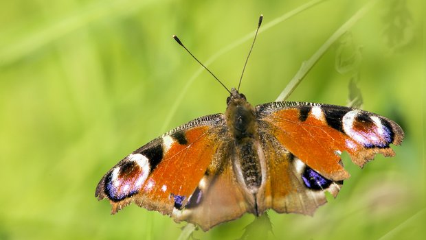 Das Tagpfauenauge (Inachis io) ist eine der europäischen Schmetterlingsarten, die vom Pollen von Bt-Mais geschädigt werden kann. Seine Larve ernährt sich von Brennnesseln. (Bild Erik_Karits/Pixabay) 