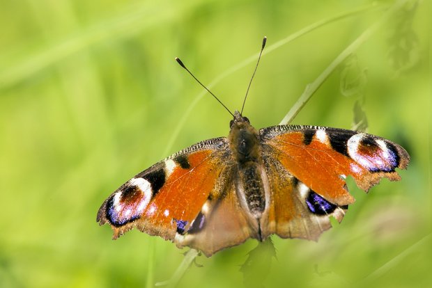 Das Tagpfauenauge (Inachis io) ist eine der europäischen Schmetterlingsarten, die vom Pollen von Bt-Mais geschädigt werden kann. Seine Larve ernährt sich von Brennnesseln. (Bild Erik_Karits/Pixabay) 