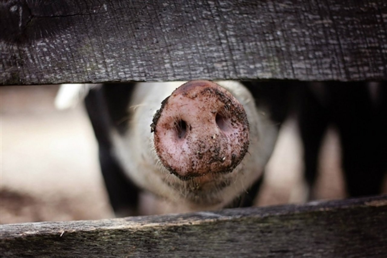 Mit dem schönen Frühlingswetter kommt langsam die Grillsaison - und damit dürfte der Schweineabsatz angekurbelt werden. (Bild Pixabay)