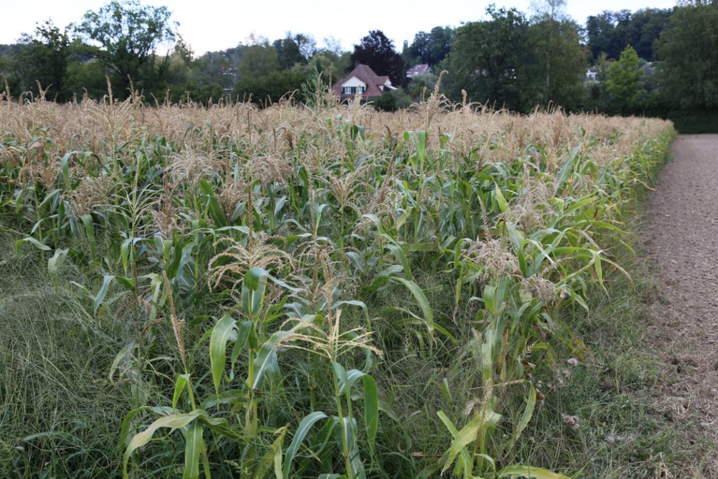 Zwei Landmaissorten werden in Belp BE angebaut. (cw)