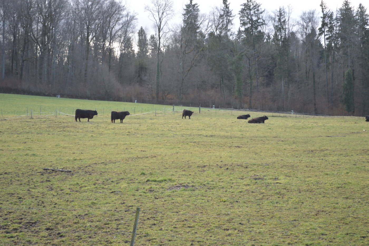 Die Galloways von Margrit Binder haben viel Platz, um sich auszutoben. 