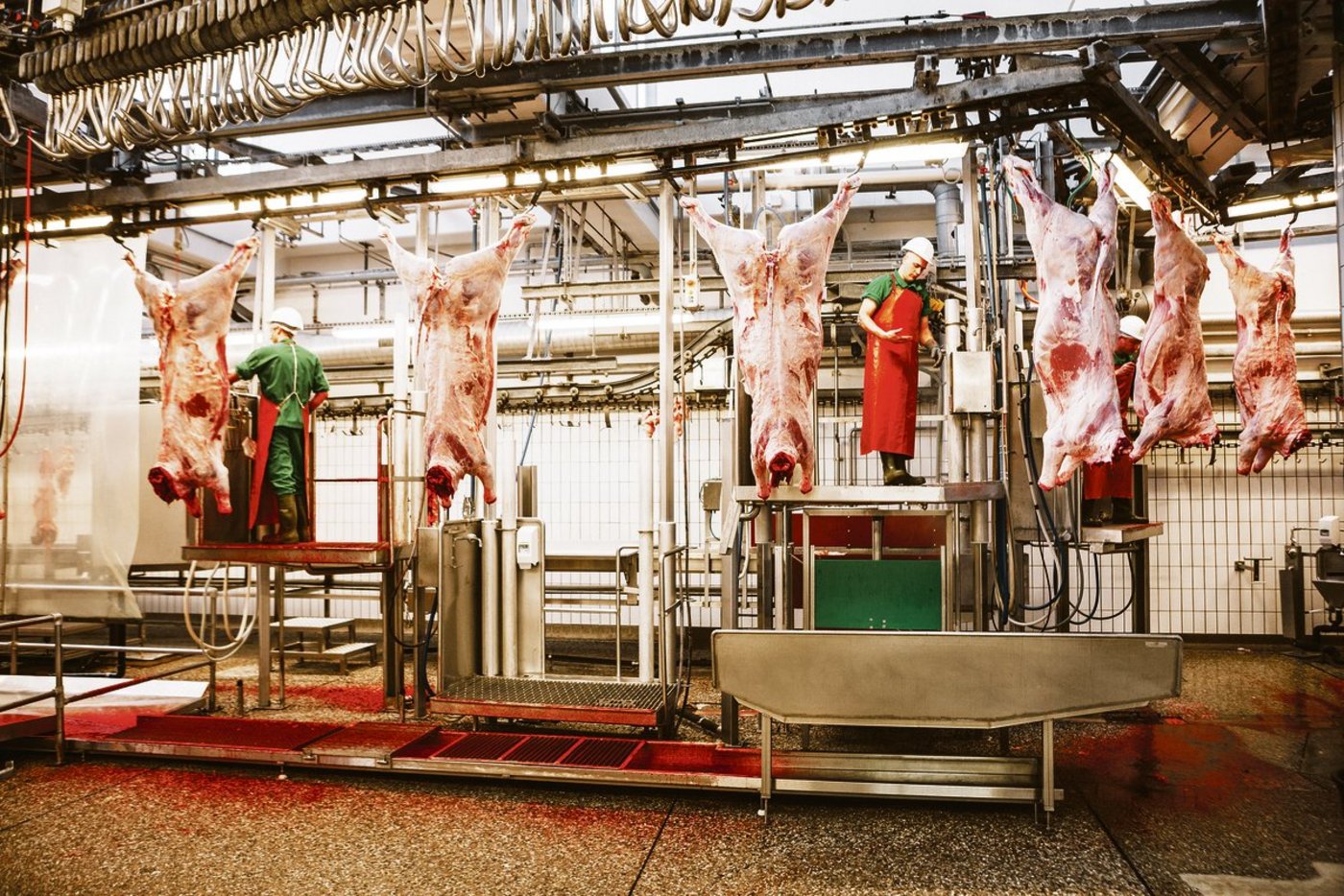 Die Schlachtkörper werden im Schlachthaus nach CH-Tax klassiert. Gegen den Entscheid kann Einsprache erhoben werden, sowohl vom Bauern, wie auch vom Käufer.(Bild Markus Bühler)