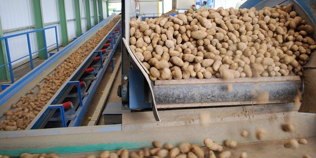 "Die aktuelle Marktlage ist aus Sicht der Produzenten gut, der Start der Vermarktung der alten Ernte 2018 ist gelungen", wie Ruedi Fischer von Swisspatat sagt. (Symbolbild Annik Steiner)