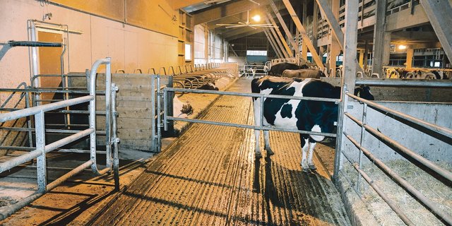 Damit sich die Kühe wohl fühlen, sollte der Stall einiges bieten: Genügend gross, rutschfeste Böden, viel Licht und gute Luft. (Bild Peter Fankhauser)