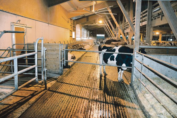 Damit sich die Kühe wohl fühlen, sollte der Stall einiges bieten: Genügend gross, rutschfeste Böden, viel Licht und gute Luft. (Bild Peter Fankhauser)