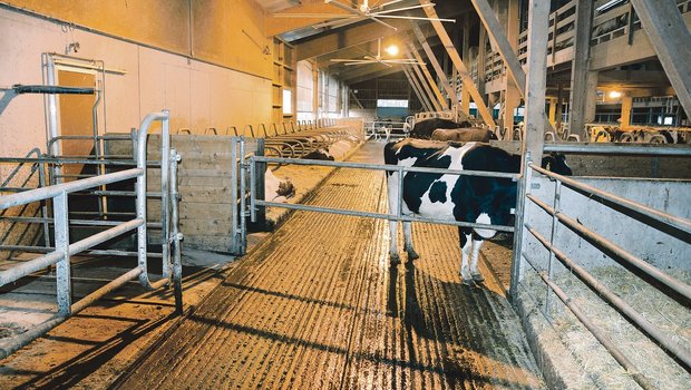 Damit sich die Kühe wohl fühlen, sollte der Stall einiges bieten: Genügend gross, rutschfeste Böden, viel Licht und gute Luft. (Bild Peter Fankhauser)