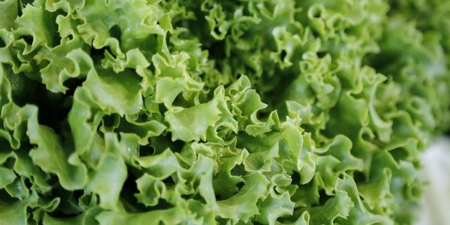 Die stark gekrausten Blätter machen Batavia-Salat zum besonderen Hingucker, (Bild ji) 