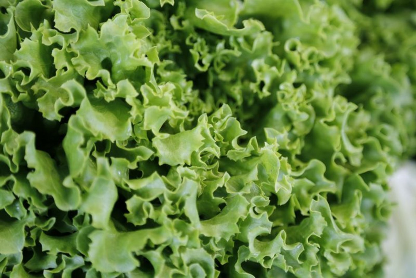 Die stark gekrausten Blätter machen Batavia-Salat zum besonderen Hingucker, (Bild ji) 