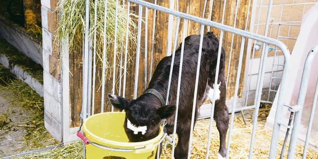 Kälber müssen ab dem ersten Lebenstag Zugang zu sauberem Wasser haben. (Bild pf)