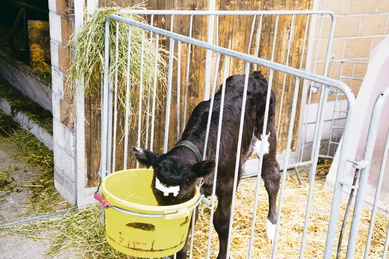 Kälber müssen ab dem ersten Lebenstag Zugang zu sauberem Wasser haben. (Bild pf)