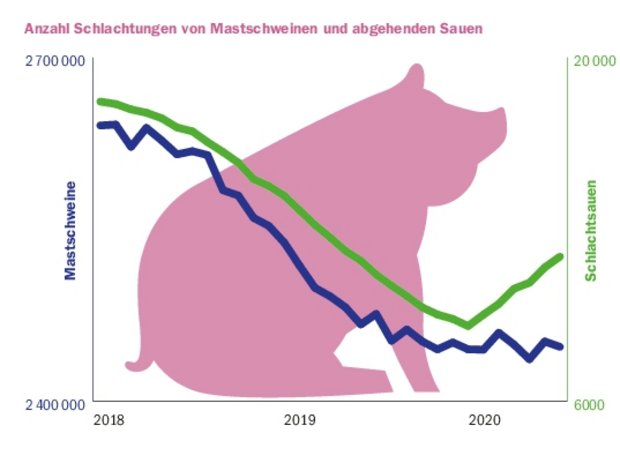 Die Zahlen der Schlachtungen von Schlachtschweinen (blaue Linie) bleiben stabil auf tiefem Niveau. Die Schlachtungen der Schlachtsauen aus der Zucht (grüne Linie) nehmen zu. (Grafik BauZ Quelle Agristat)